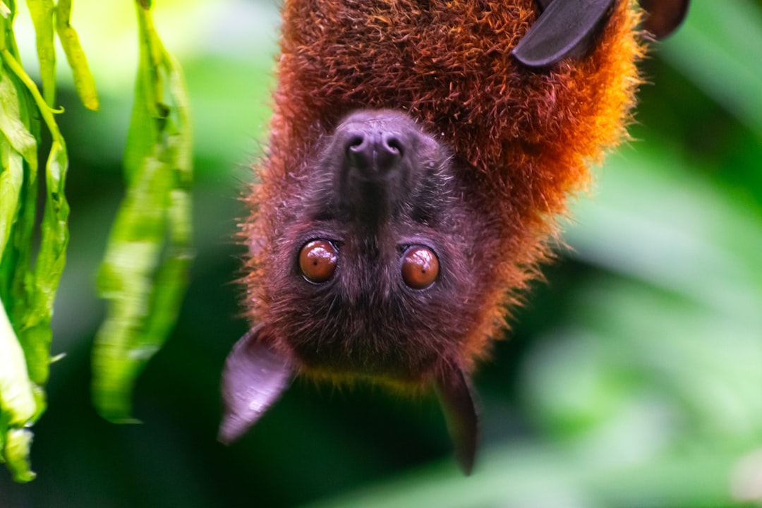Wat te doen bij een vleermuis in huis