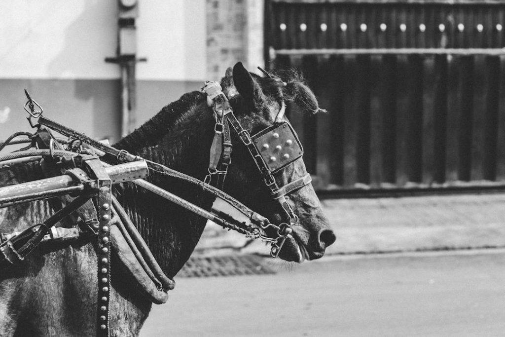 Paardrijden vraagt kracht, balans en samenwerking van mens en dier